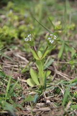 Valerianella pumila
