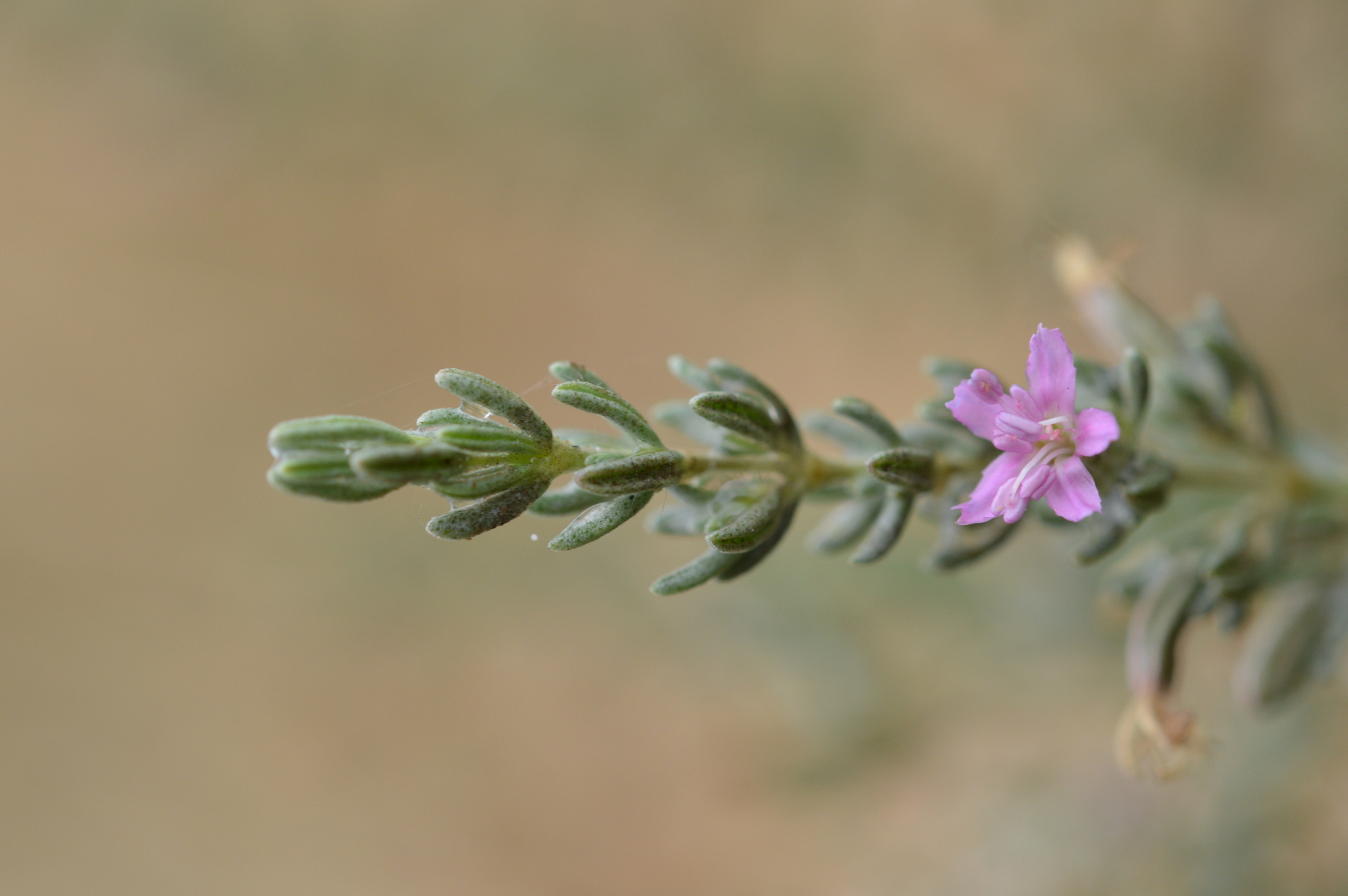 Frankenia salina