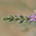 Frankenia salina - Photo (c) danielaperezorellana,  זכויות יוצרים חלקיות (CC BY-NC-ND)