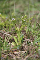 Valerianella pumila