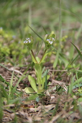 Valerianella pumila