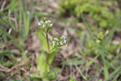 Valerianella pumila