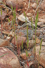 Festuca octoflora