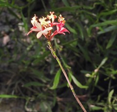 Epidendrum radicans