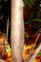 Uroplatus