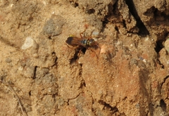 Liris haemorrhoidalis