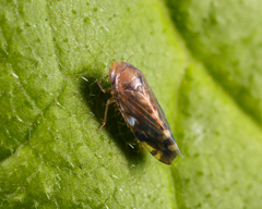 Xestocephalus