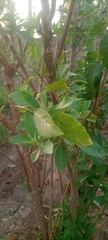 Gymnanthemum amygdalinum