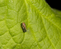 Xestocephalus