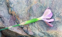 Dianthus albens
