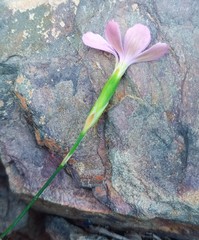 Dianthus albens