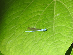 Argia westfalli