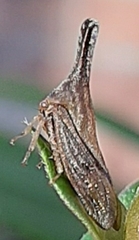 Aconophora
