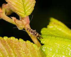 Graphopsocus