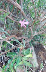 Dianthus albens