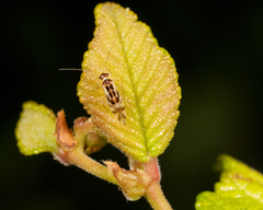 Graphopsocus