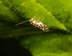 Graphopsocus
