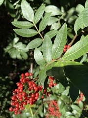 Schinus terebinthifolia