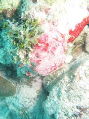 Monanchora arbuscula