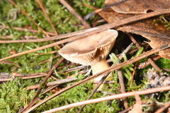 Fungi
