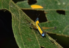 Eumastax