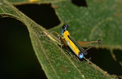 Eumastax
