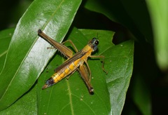 Eumastax