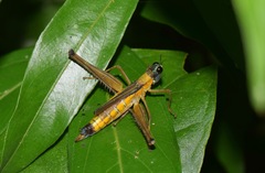 Eumastax