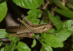 Schistocerca pallens