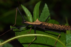 Pseudophasma bispinosum