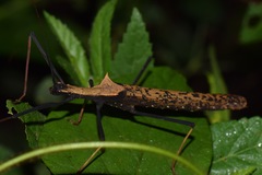 Pseudophasma bispinosum
