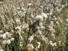 Androtrichum trigynum