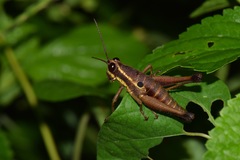 Ommatolampis perspicillata