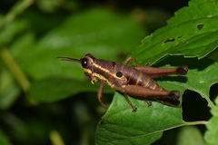 Ommatolampis perspicillata