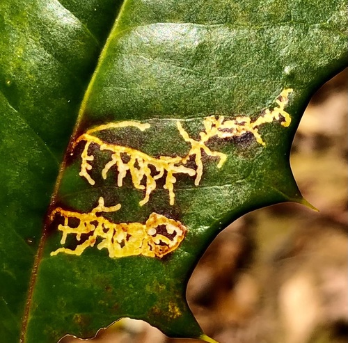 Rhopobota finitimana