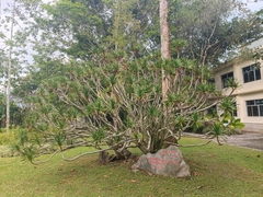 Dracaena cambodiana
