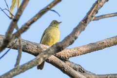 Iole viridescens viridescens