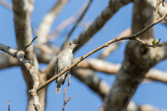 Muscicapa dauurica dauurica