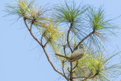 Pycnonotus blanfordi