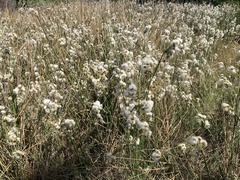 Androtrichum trigynum