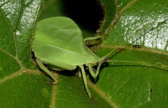 Typophyllum mortuifolium