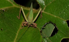 Typophyllum mortuifolium