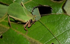 Typophyllum mortuifolium