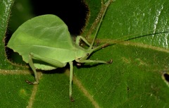 Typophyllum mortuifolium