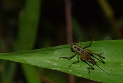 Conocephalus versicolor