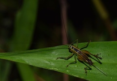 Conocephalus versicolor