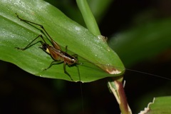 Conocephalus versicolor