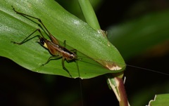 Conocephalus versicolor