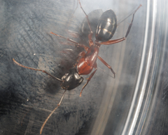 Camponotus texanus