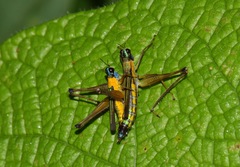 Eumastax